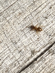 Lasius