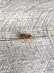 Lasius