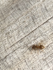 Lasius