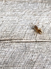 Lasius