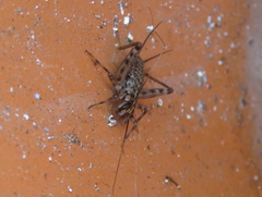 Gryllomorpha longicauda