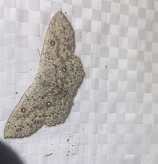 Cyclophora pendularia