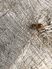 Lasius