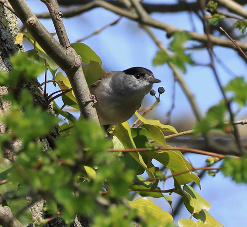 Curruca capirotada (Sylvia atricapilla)