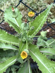 Sonchus asper
