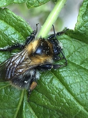 Bombus pascuorum