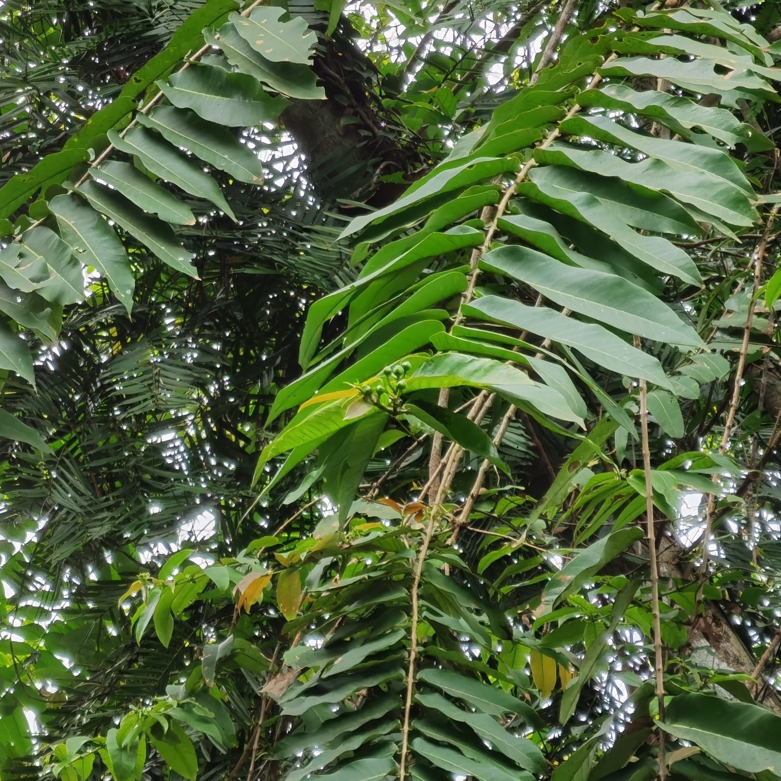 Duabanga grandiflora (Duabanga grandiflora)