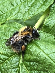 Bombus pascuorum