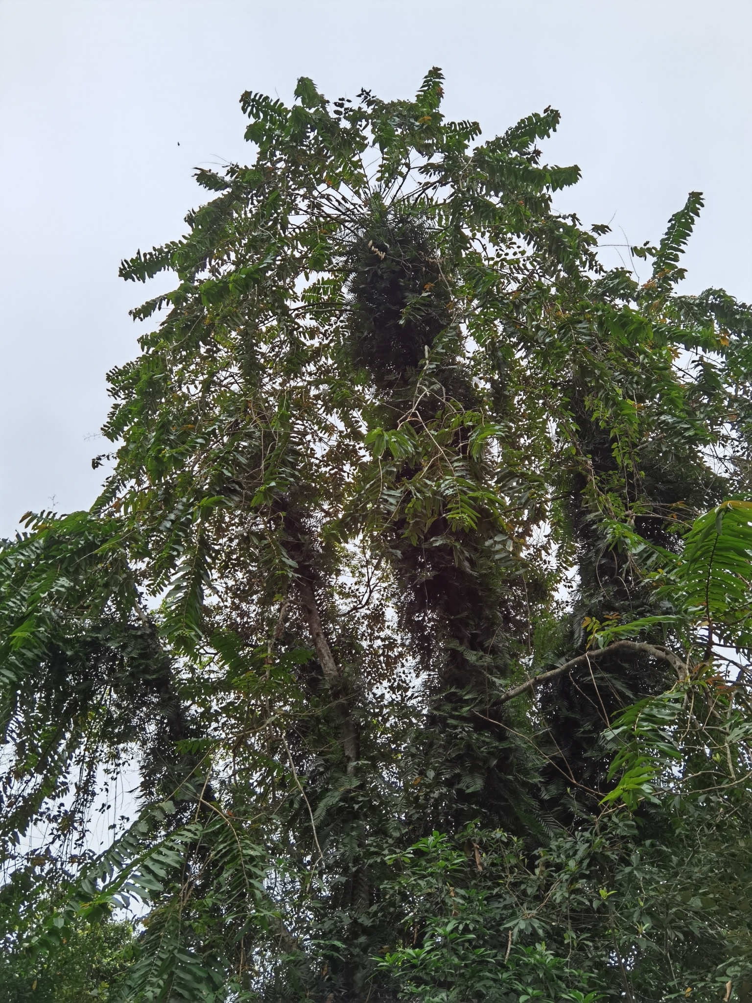 Duabanga grandiflora — ảnh 2