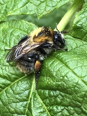 Bombus pascuorum