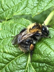 Bombus pascuorum