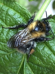 Bombus pascuorum