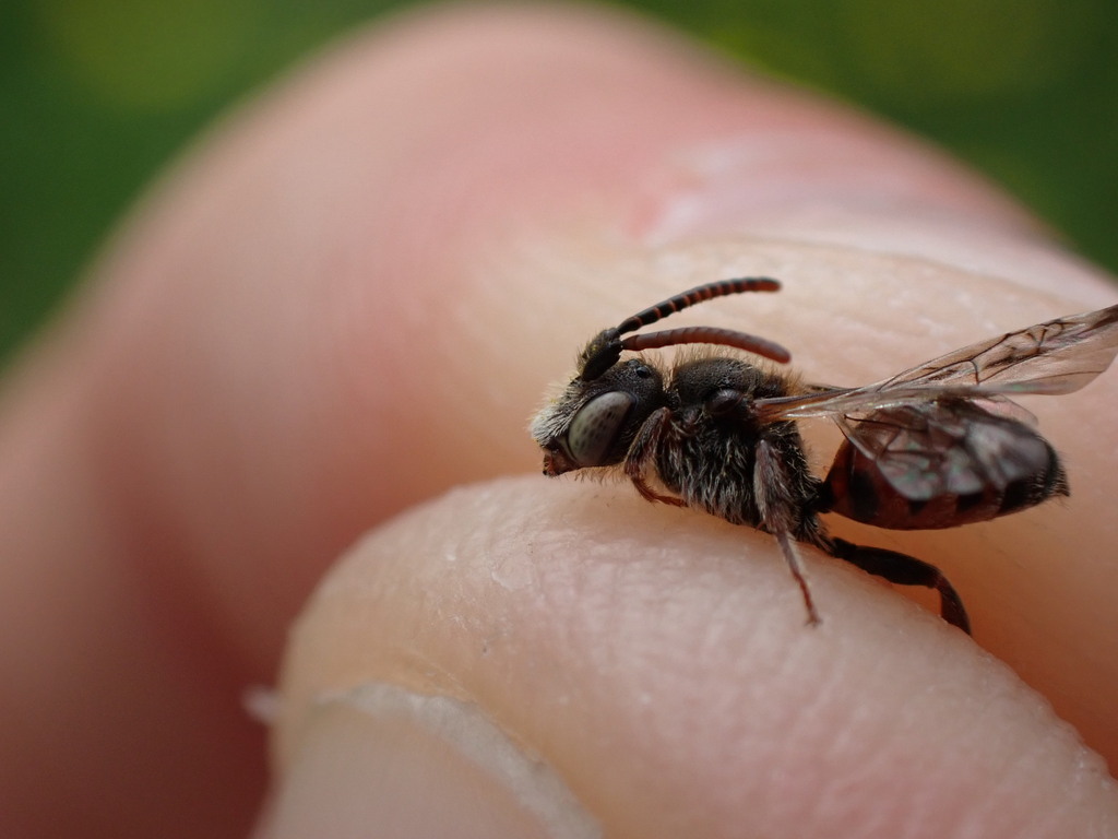 Nomada beaumonti