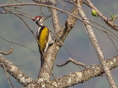 Chrysocolaptes festivus