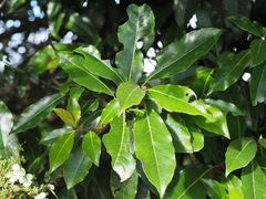 Hydrangea integrifolia