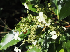 Hydrangea integrifolia