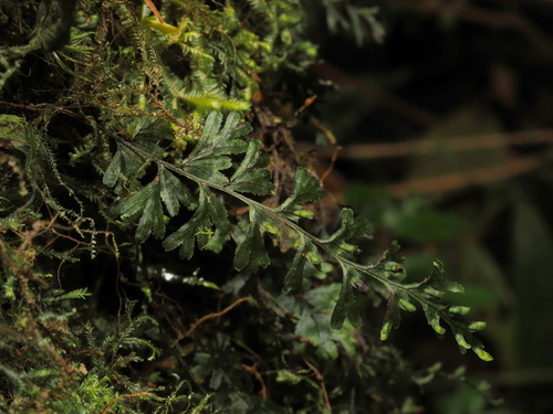 Hymenophyllum holochilum observed 2025-04-03
