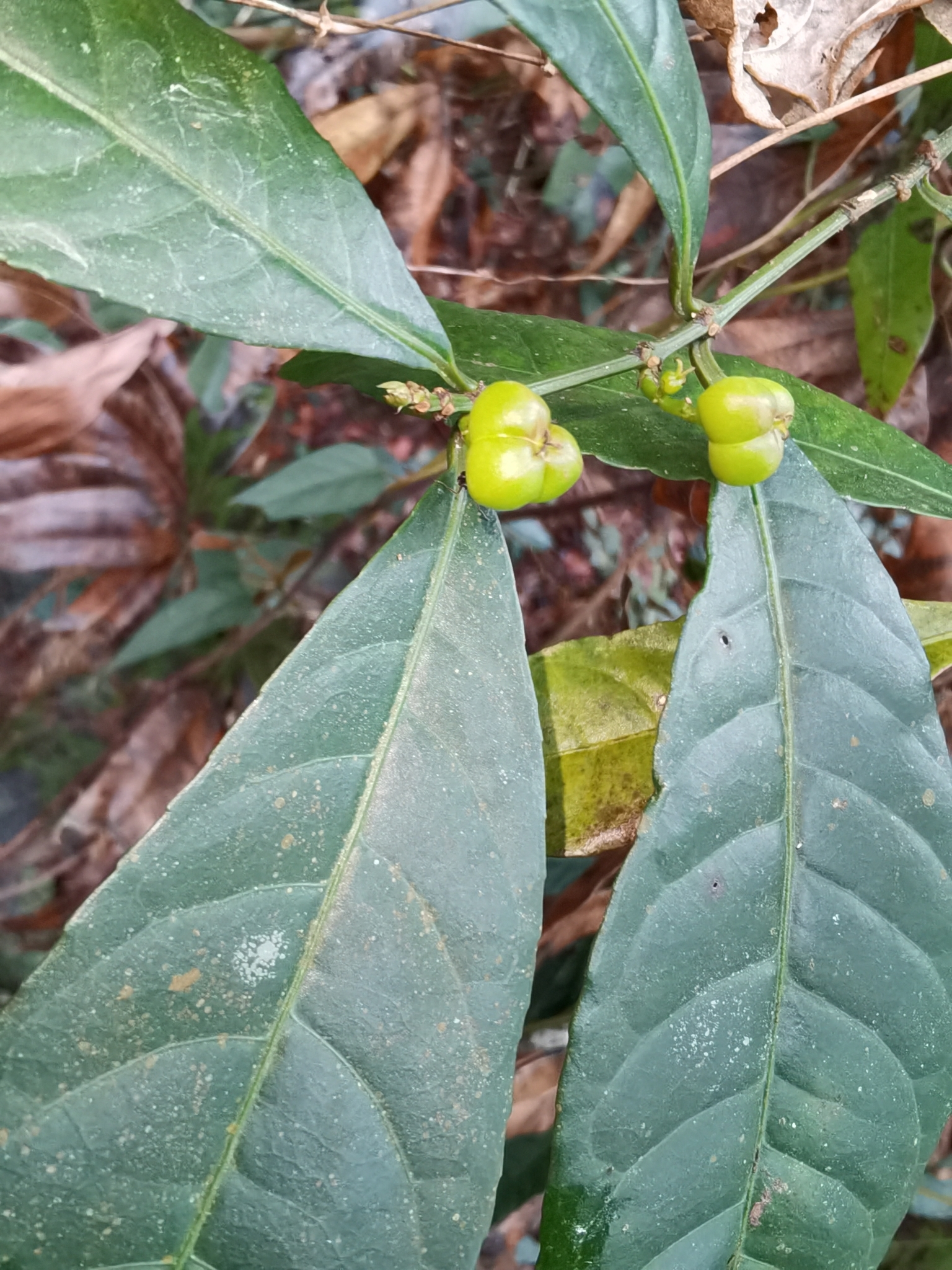Excoecaria cochinchinensis (Excoecaria cochinchinensis)