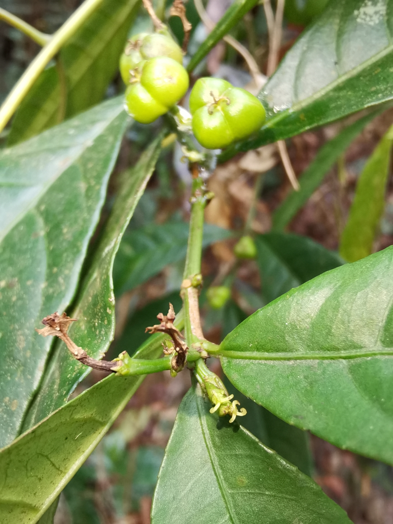 Excoecaria cochinchinensis — ảnh 2