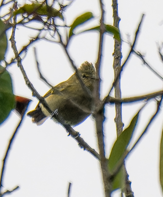 Yellow-browed Tit