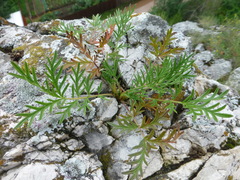 Potentilla tergemina
