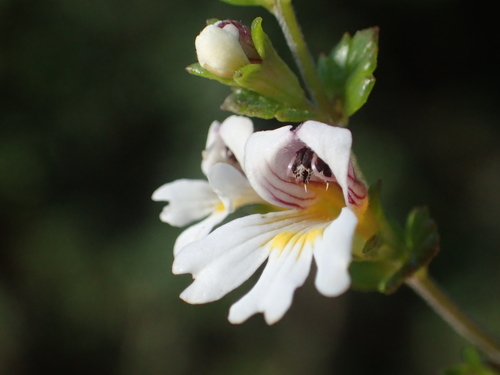 Image of Euphrasia transmorrisonensis by no rights reserved