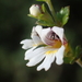 Taiwan Eyebright - Photo no rights reserved, uploaded by 葉子