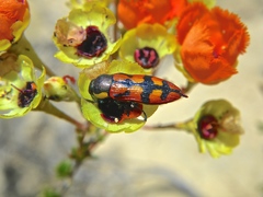 Castiarina pallidiventris