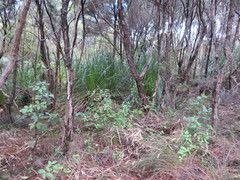 Pseudopanax arboreus