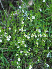 Euphrasia transmorrisonensis