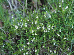 Euphrasia transmorrisonensis