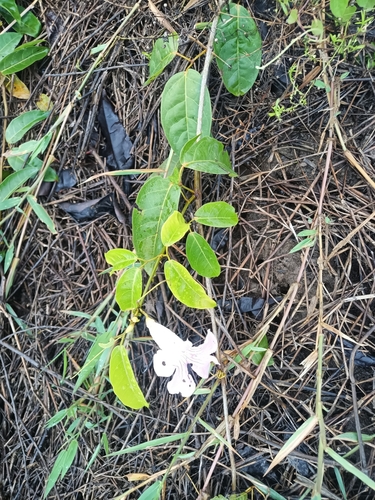 Foto de Trombeta-chinesa