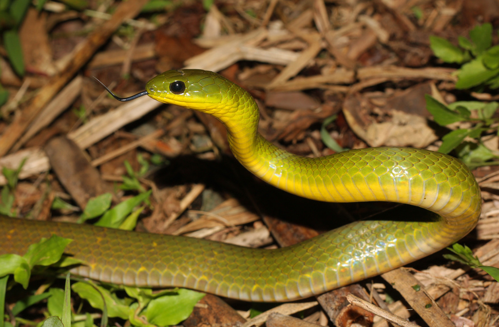 Many-Banded Green Snake