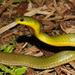 North China Green Snake - Photo (c) Leonid A. Neymark, some rights reserved (CC BY-NC), uploaded by Leonid A. Neymark
