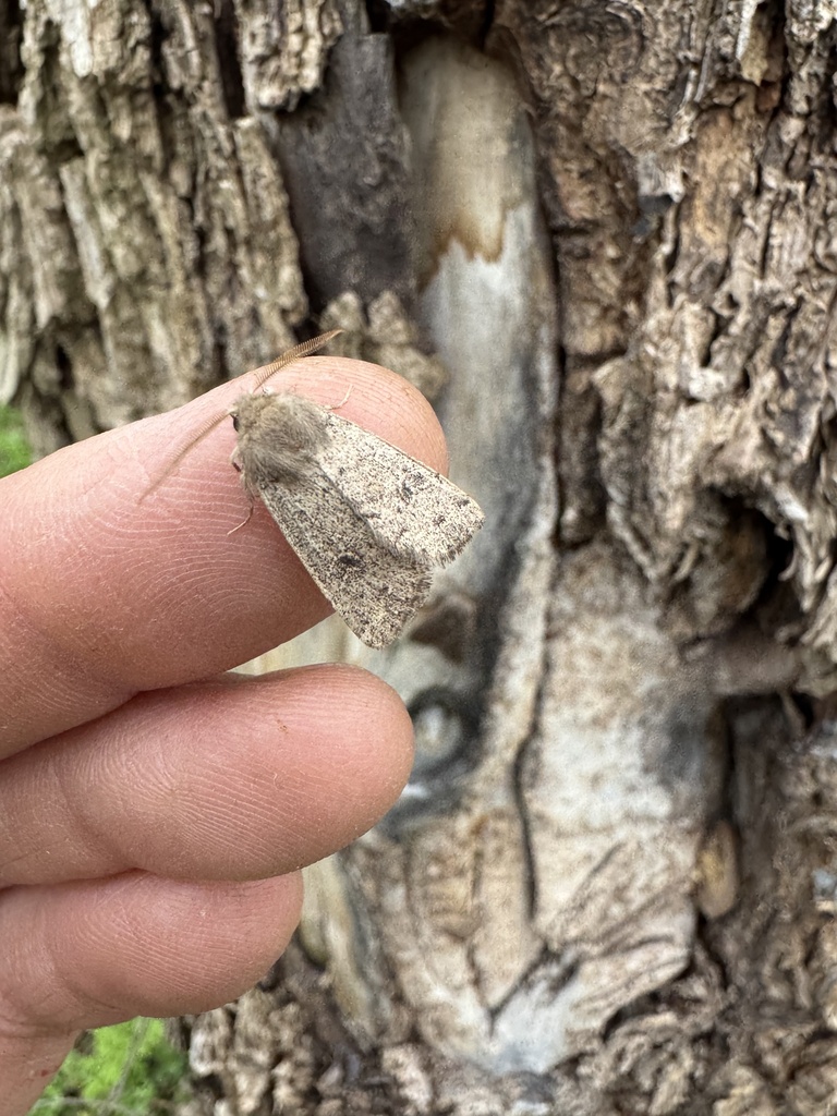 Orthosia sordescens