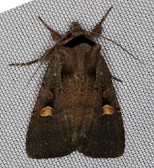 Adelphagrotis indeterminata