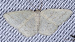 Protitame subalbaria