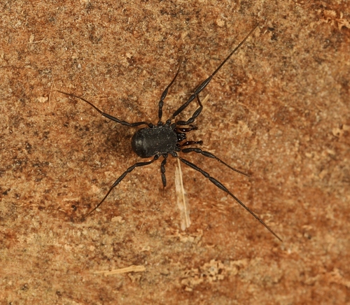 Nemastoma dentigerum, 59123 Bray-Dunes, France, photo 4 of 10