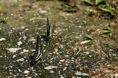 Graphium evemon