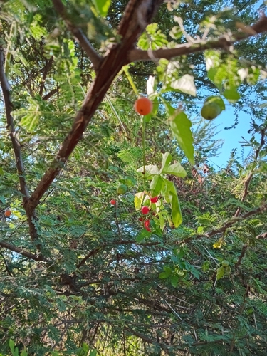 Foto de Melancia-do-campo