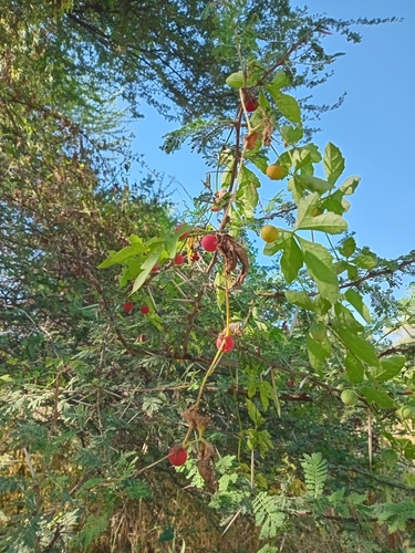 Foto de Melancia-do-campo