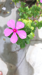 Catharanthus roseus