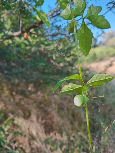 Foto de Melancia-do-campo