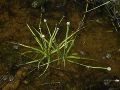 Eriocaulon australasicum