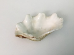 Tridacninae