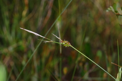 Carex oligosperma