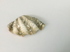 Tridacninae