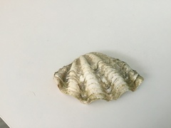 Tridacninae