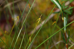 Carex pauciflora