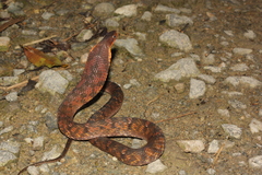 Big-Eyed Mountain Keelback photo 3
